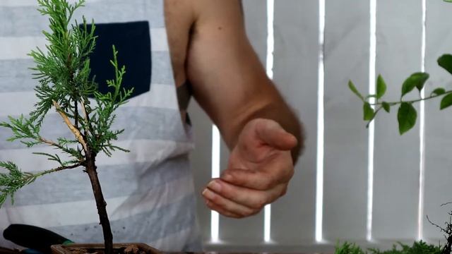 Making new Juniper Bonsai from nursery stock (Juniperus Pfitzeriana "Gold Coast") смотреть онлайн