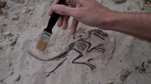 Панно окаменелость скелет Велоцираптора | обзор от Barinson