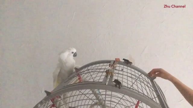 Strategic game with baby Zhu the Cockatoo. смотреть онлайн