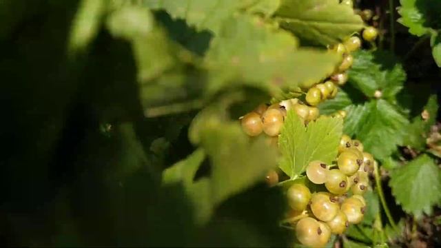 Смородина цветная бланка поражает своей урожайностью смотреть онлайн