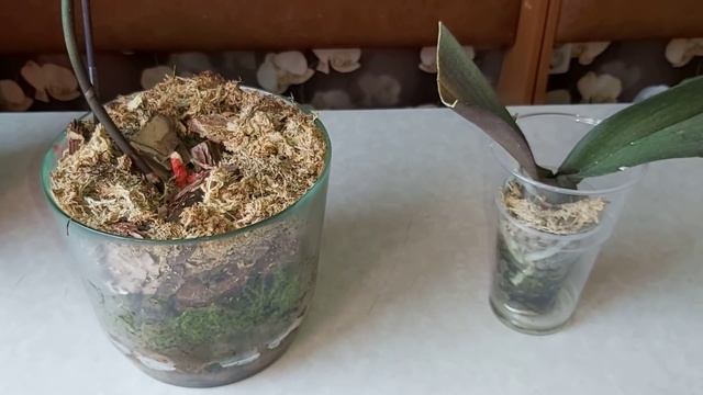 ОРХИДЕЯ без Листьев или без точки Роста, как заставить дать ДЕТКУ, вырастит детка ? Или выбросить ? смотреть онлайн