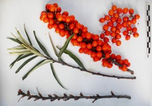 Размножение ОБЛЕПИХИ из семян+2 способа черенкования             #garden  #farm