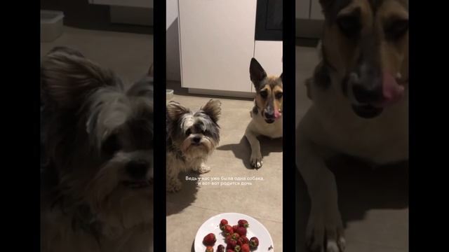 Потом появилось еще 3 подобранных собаки. Это другая история, но о тоже о любви 🤍#собака #добро смотреть онлайн