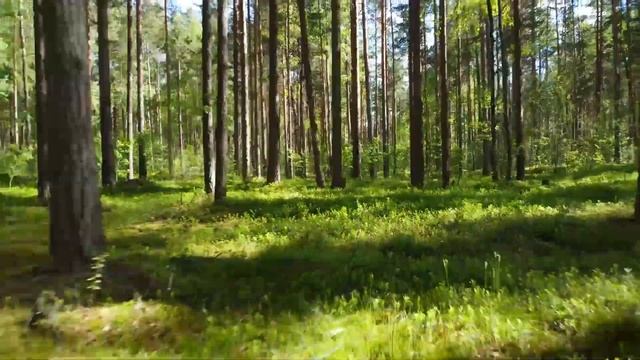 База отдыха Золотой берег, Приозерский район! Ладожское озеро смотреть онлайн