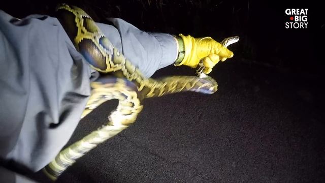 Why Military Veterans Are Hunting Pythons in the Everglades смотреть онлайн