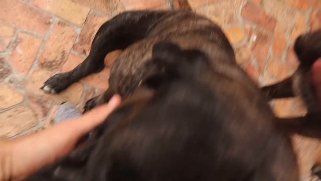 MY PUPPY WAS ATTACKED ! смотреть онлайн