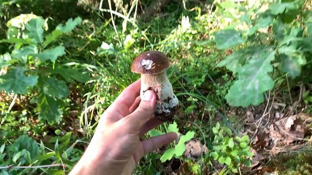 Таких полян белых грибов я давно не видел!!! смотреть онлайн