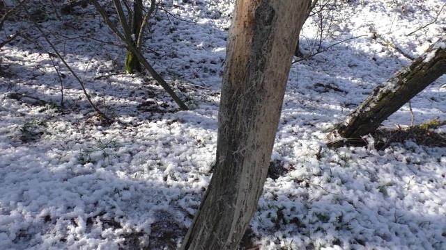 Солонец для зайца или день добрых заячьих дел... смотреть онлайн