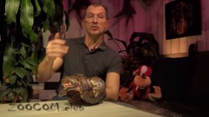 Королевский питон. Было и стало. Python regius.