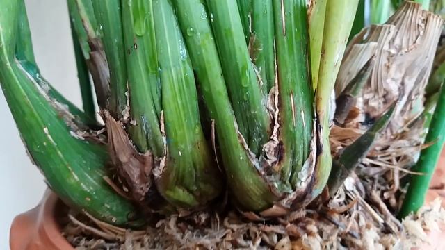 Cymbidium.Орхидея.Ответы на вопросы подписчиков.Про полив,расцветки,листья и сморщенные псевдобульб