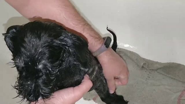 Цвергшнауцер дрессировка ,первые купания. смотреть онлайн