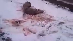 Ужас! Волк нападает на охотника  Капустин Яр