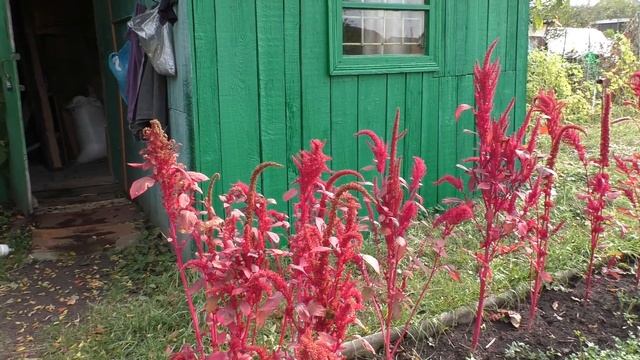 Последние дары ушедшего лета . ) смотреть онлайн