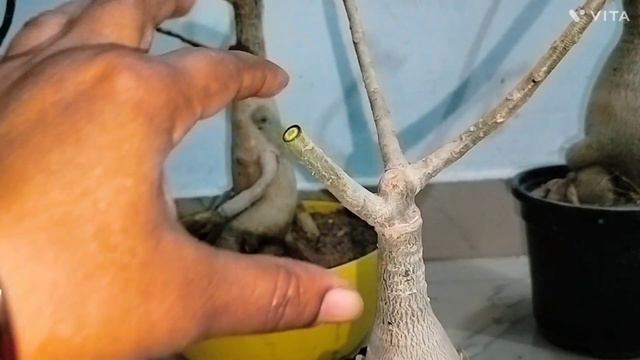 Adenium ki pruning kab kaise aur kyon karen || when&how to prune adenium| adenium care #Adenium смотреть онлайн