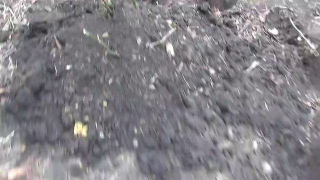 Подготовка роз к зиме. Preparing roses for winter. смотреть онлайн