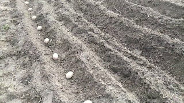 ПОСАДКА КАРТОШКИ ПОД МОТОБЛОК. Отвалилось колесо, но мы картошку посадили! смотреть онлайн