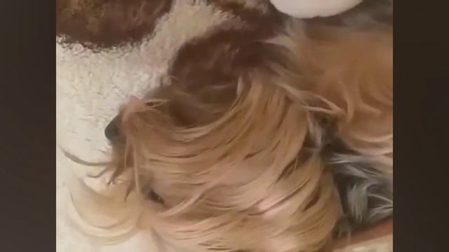 Лаки💕 смотреть онлайн