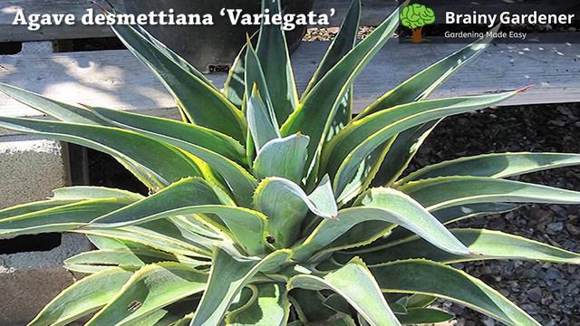 Growing Agave desmettiana ‘Variegata’- Helpful Tips смотреть онлайн