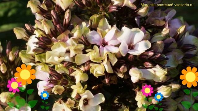 Флокс метельчатый Мистик Грин. Краткий обзор, описание характеристик phlox paniculata Mystique Gree смотреть онлайн