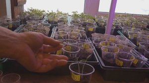 Выращивание рассады помидоро