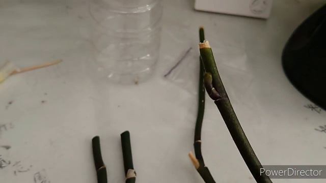 Эксперимент цитокининовой пасты на цветоносе фаленопсиса. смотреть онлайн
