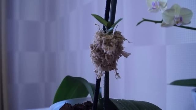Детки Орхидеи без корней!?Часть 1 Личный опыт от "Lady Vikki". смотреть онлайн