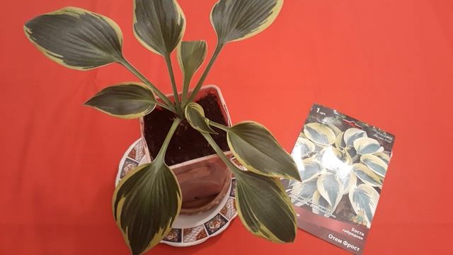 #hosta #AutumnFrost #хоста  / Хоста гибридная Отэм Фрост(лат.hosta Autumn Frost), ранняя покупка