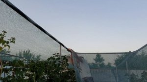 Натягиваем притеняющую сетку для ежевики