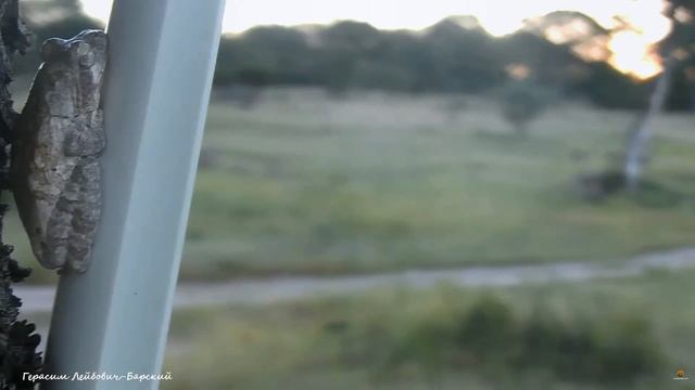 WildLife Лягушка квакша меняет окраску маскируясь под кабель веб-камеры Африка Tree Frog in Africa смотреть онлайн