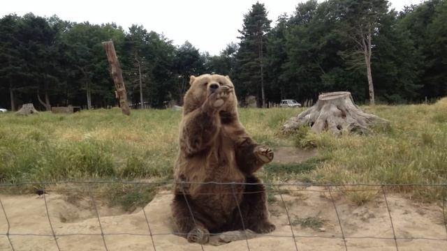 Waving Kodiak Bear смотреть онлайн