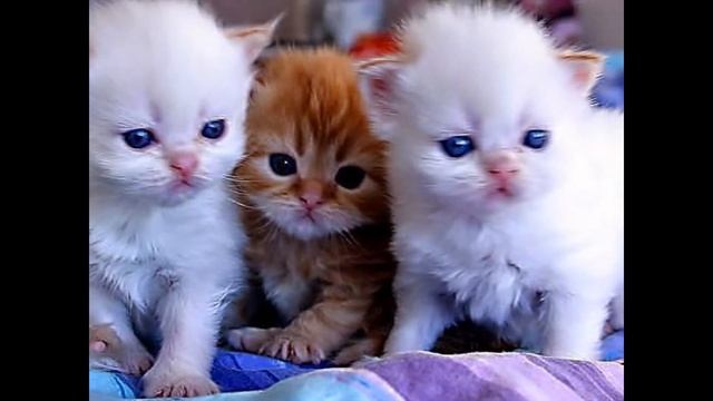 Мое слайд-шоу "Самые красивые глаза те, что смотрят на тебя с любовью..." смотреть онлайн