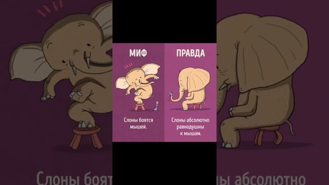 ИНТЕРЕСНЫЙ ФАКТ ПРО СЛОНОВ #3 #shorts #интересныефакты #факты #мифы #проверкамифов #слоны смотреть онлайн