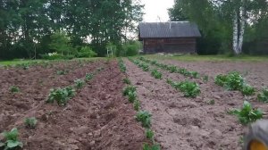Окучивание картофеля. Роторный окучник на мотоблоке НЕВА. Hilling potatoes with a rotary hiller.