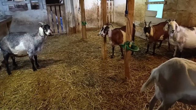 Обустройство нашего сарая???Кормушки,сенники,поилки,перегородки??? смотреть онлайн