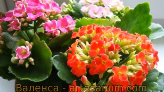 На моем окне смотреть онлайн