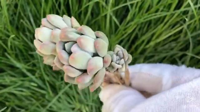 Echeveria Miyakoodori смотреть онлайн