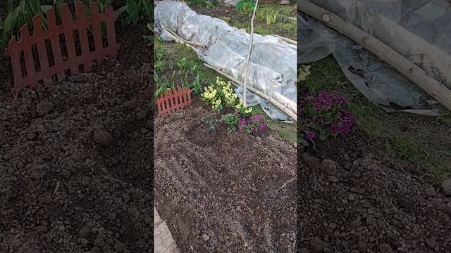 Роза Альберих, Уайт Морсдаг, Полька, закладка розария, начало смотреть онлайн