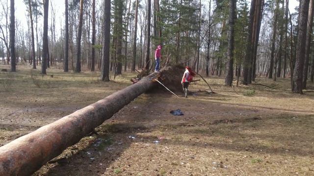 Прогулка у огромной упавшей сосны смотреть онлайн