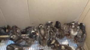 Плимутрок цыплята 3 недели.