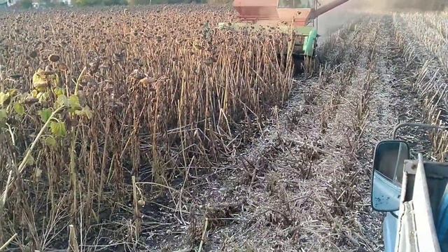 уборка подсолнуха 5 тонн с гектара смотреть онлайн