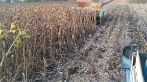 уборка подсолнуха 5 тонн с гектара