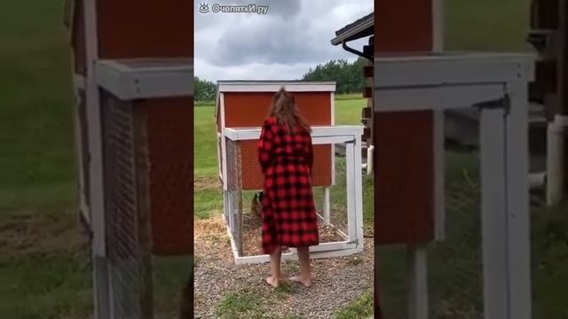злой петух смотреть онлайн
