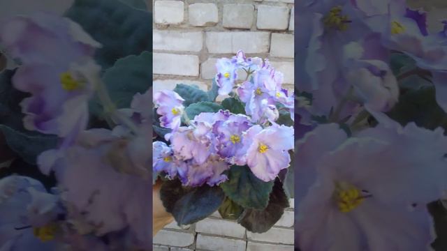 РС Луизиана смотреть онлайн