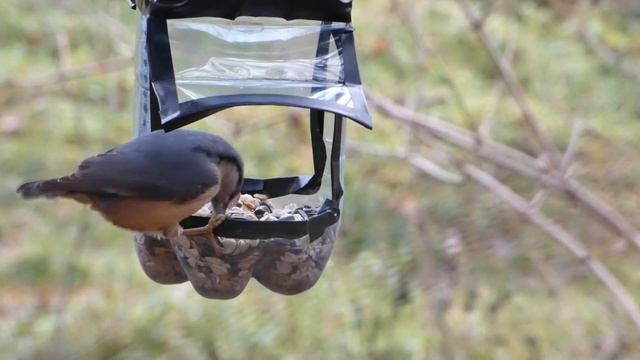nuthatch and forest feeder for my birds, поползень и лесная кормушка для моих птиц смотреть онлайн