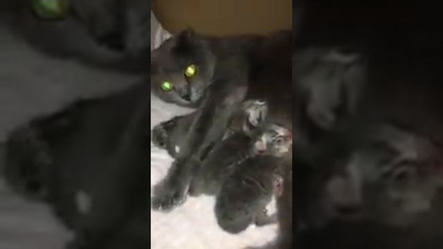 Шотландская кошка кормит котят - Scottish cat feeding kittens смотреть онлайн