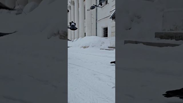Церковь Ильи Пророка и Тихона 19 века постройки Ярославль. смотреть онлайн