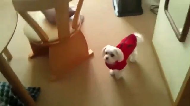 TOP 10 Funny Dog Barking / TOP 10 Смешной Лай Собак смотреть онлайн