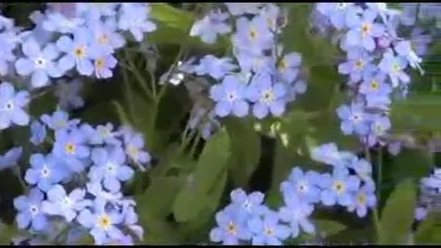 Незабудки... цветы смотреть онлайн
