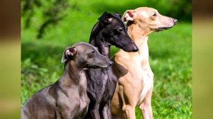 Левретка описание породы собаки!