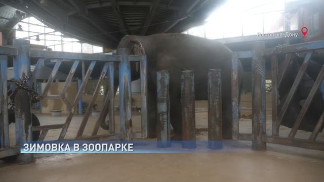 Как зимуют животные в период холодов и кому они нипочём смотреть онлайн